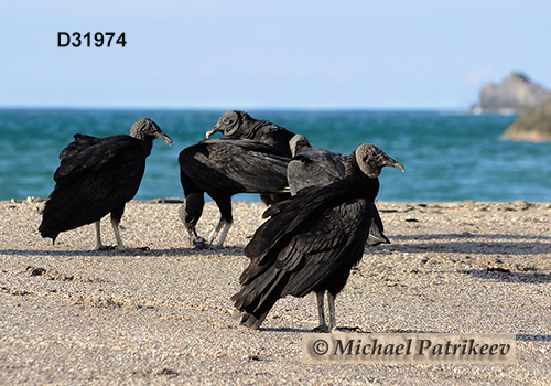 American Black Vulture (Coragyps atratus)
